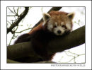 Red Panda